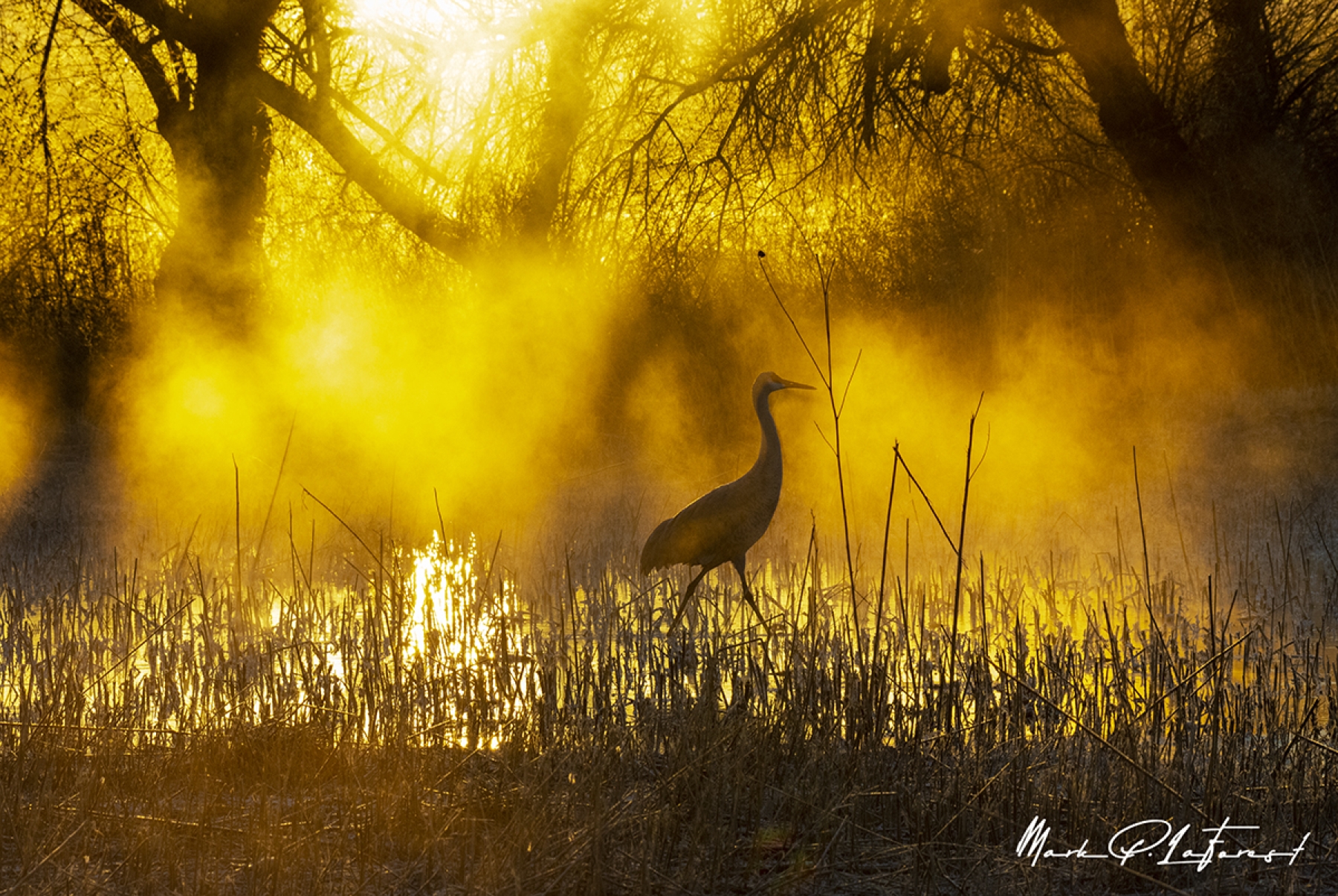 /gallery/north_america/USA/NM/benardo wildlife area/Sandhill Crane Dec 2022-001s_med.jpg